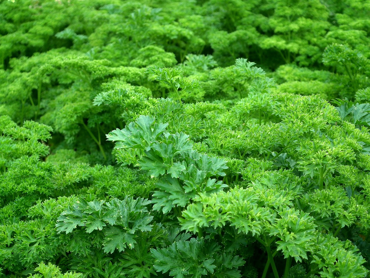 parsley seasoning greens free photo