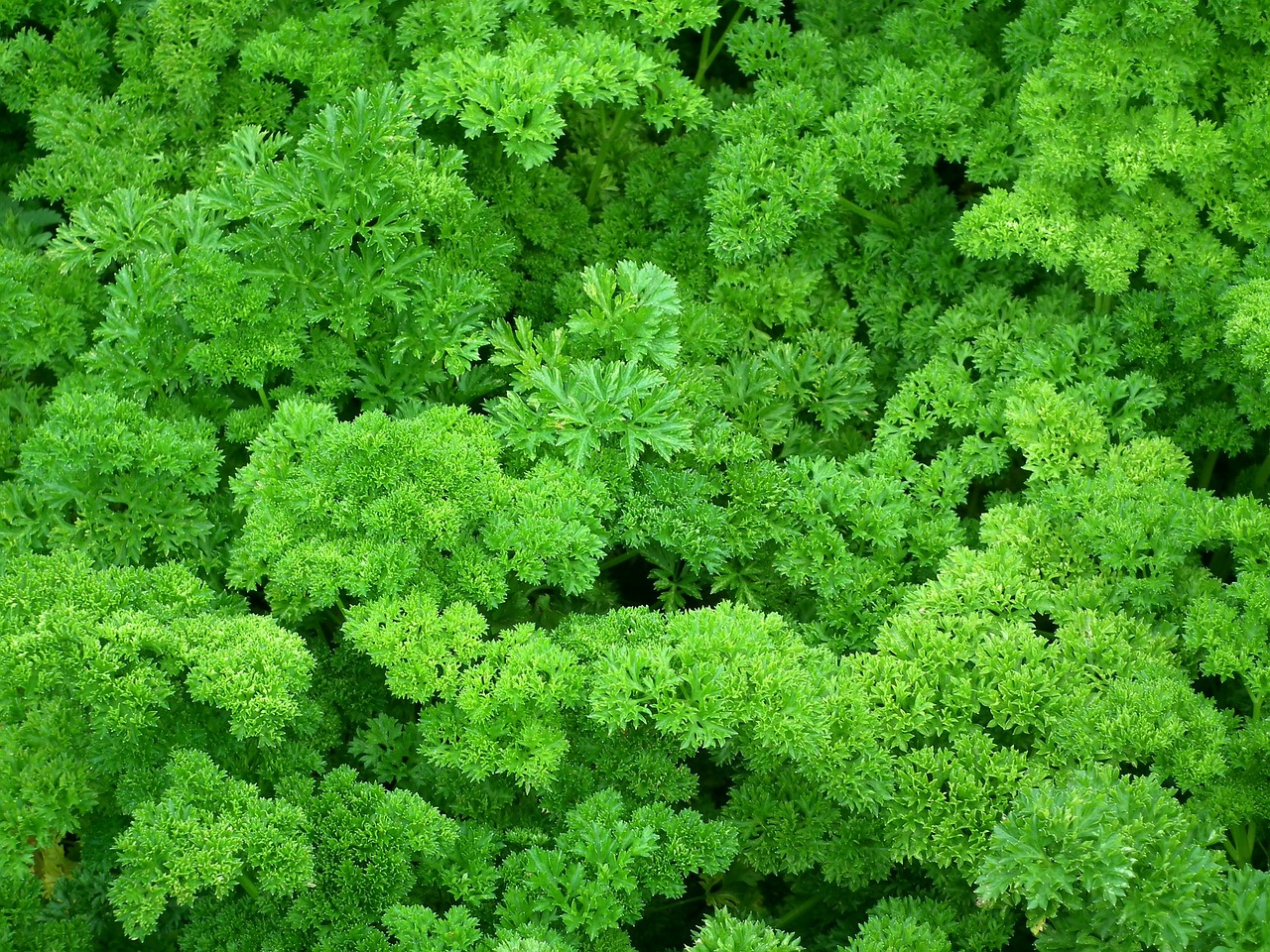 parsley seasoning greens free photo