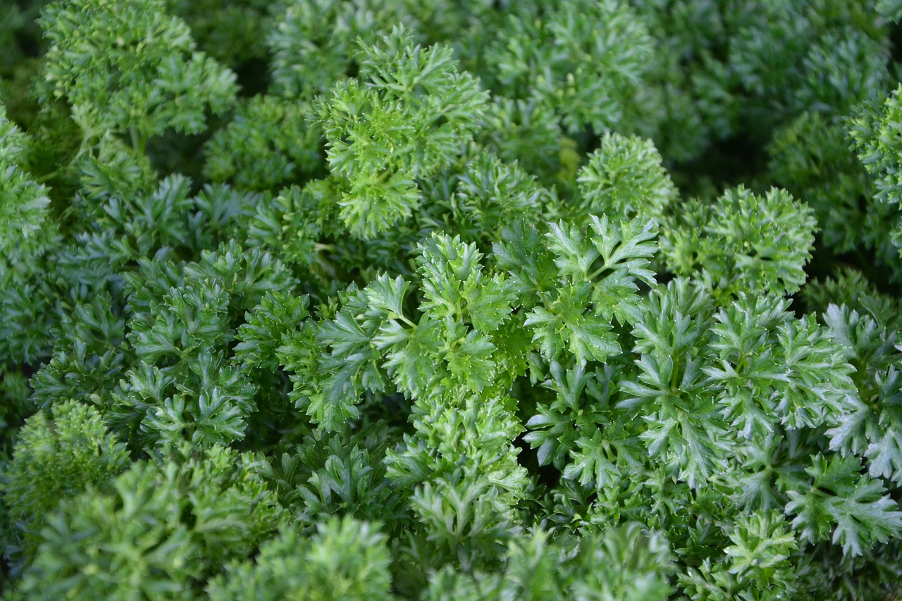 parsley aromatic plant medicinal free photo