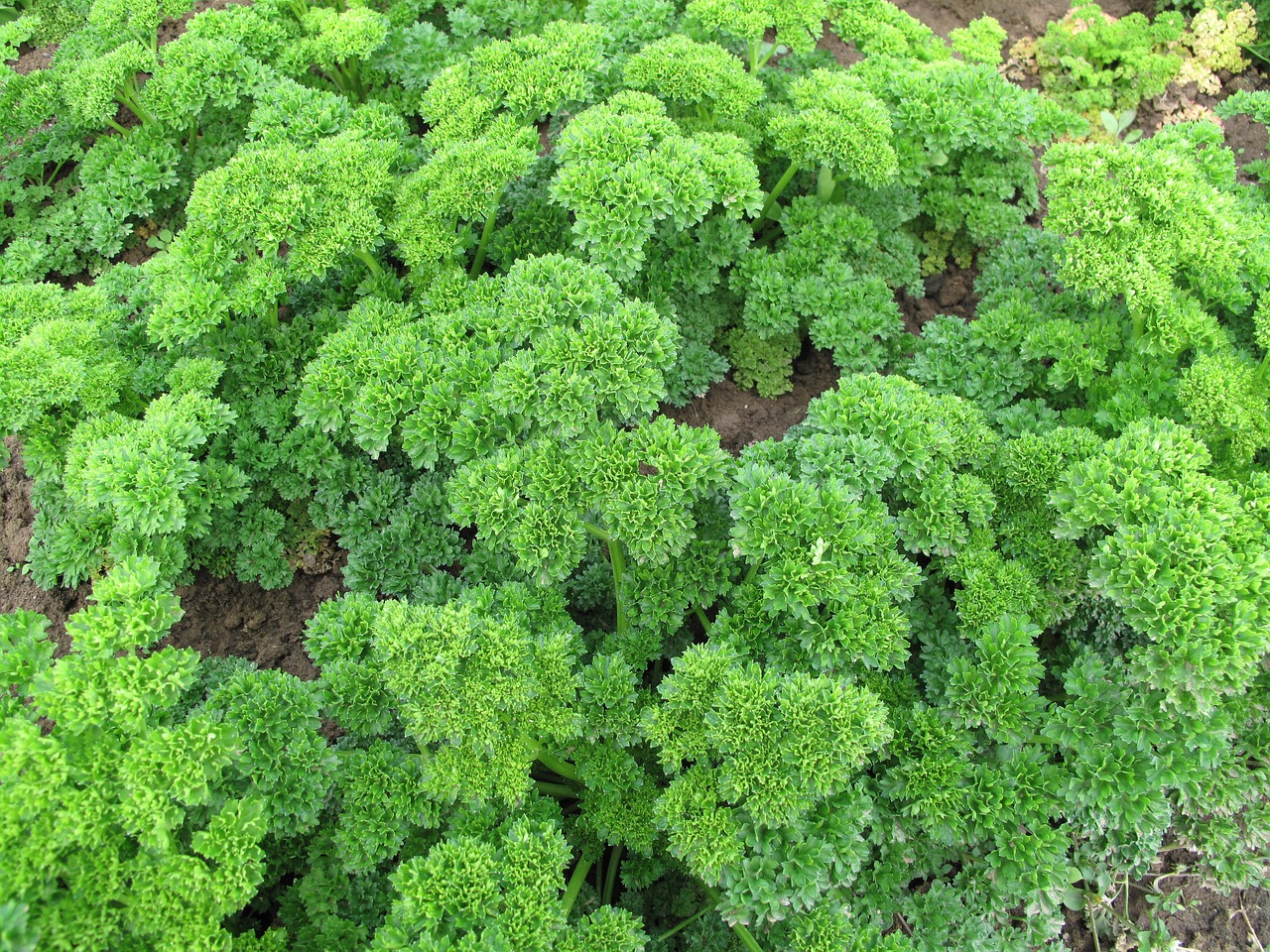 parsley herbs vegetables free photo
