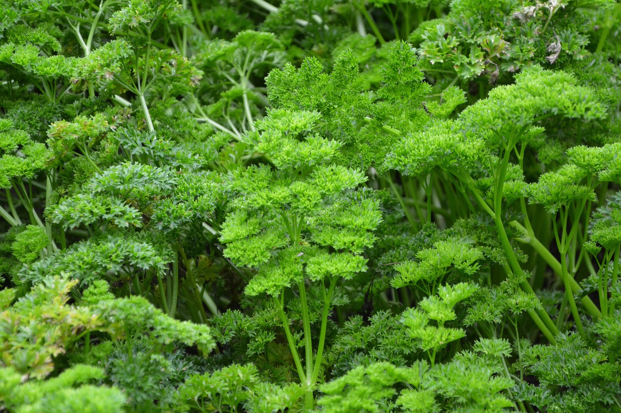 parsley branches of persil condiment free photo