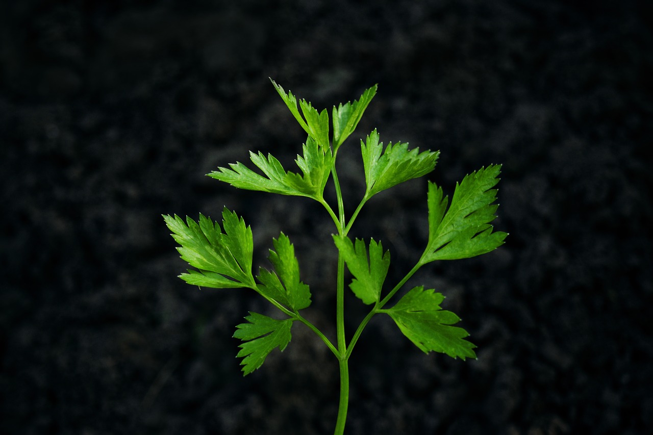 parsley herb black background free photo