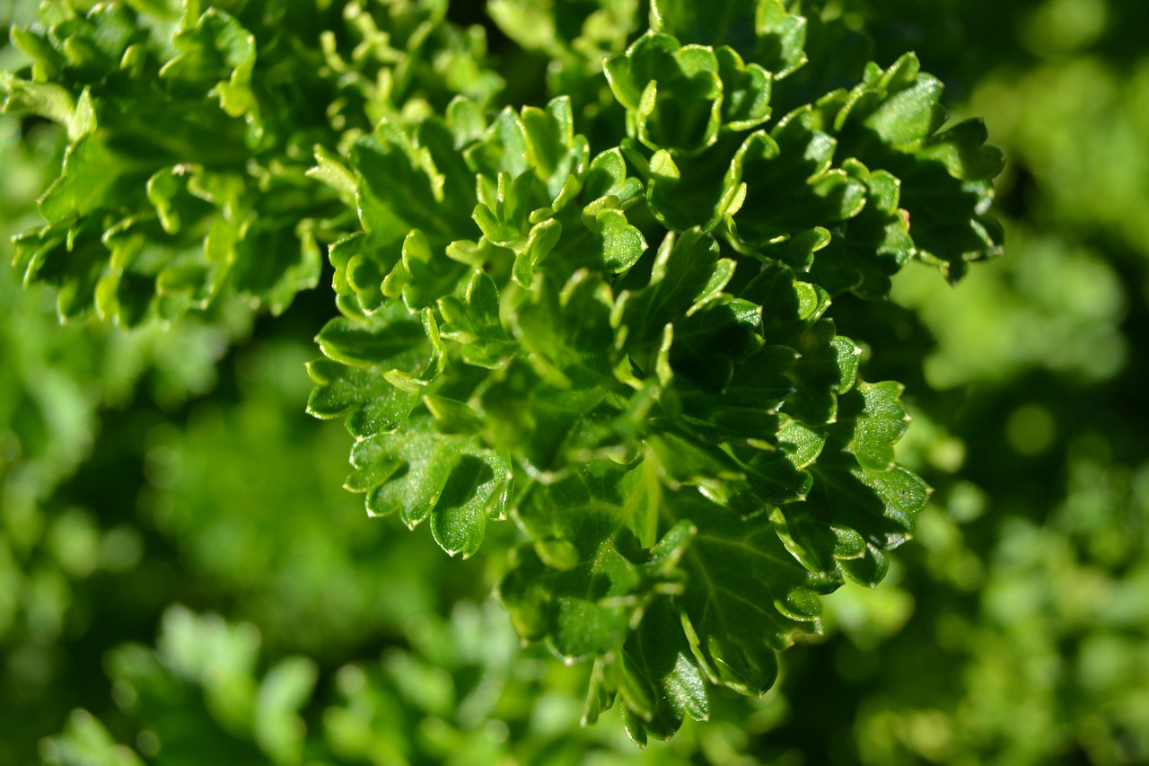 parsley herb curly free photo