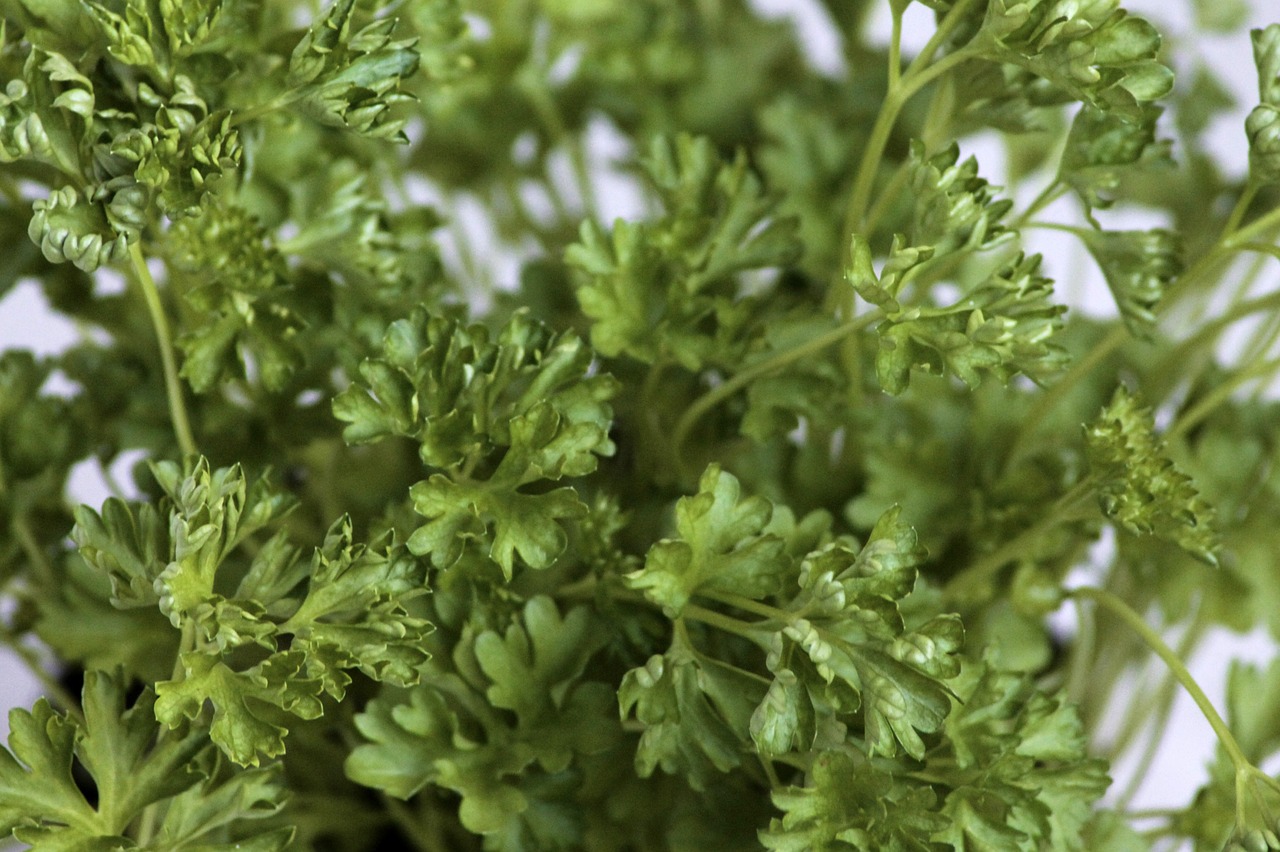 parsley green spice free photo