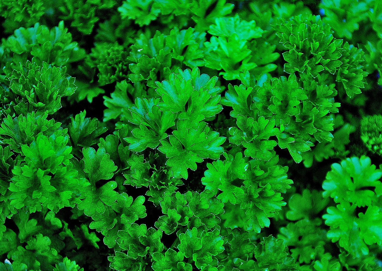 parsley aromatic herbs green free photo
