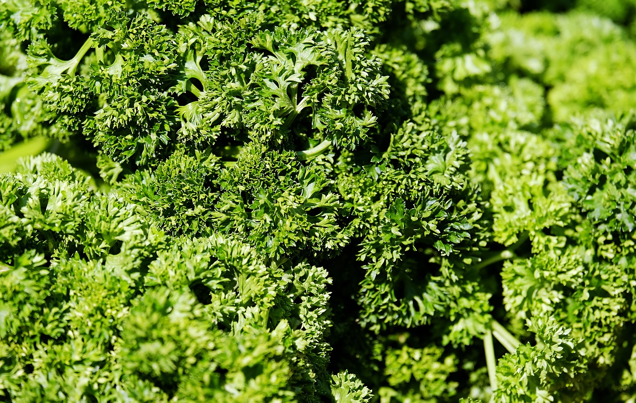 parsley petroselinum crispum green free photo