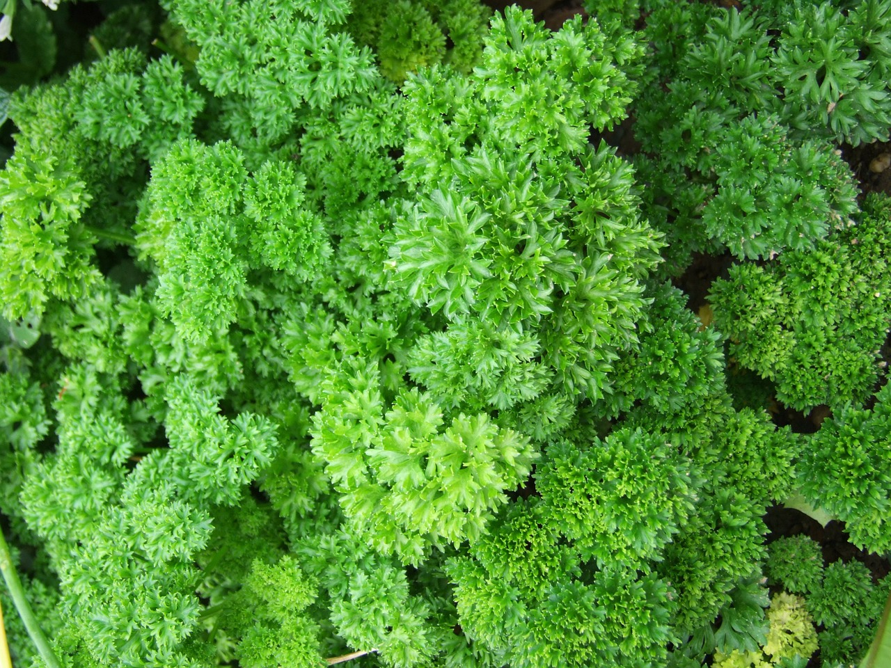 parsley herb spices free photo
