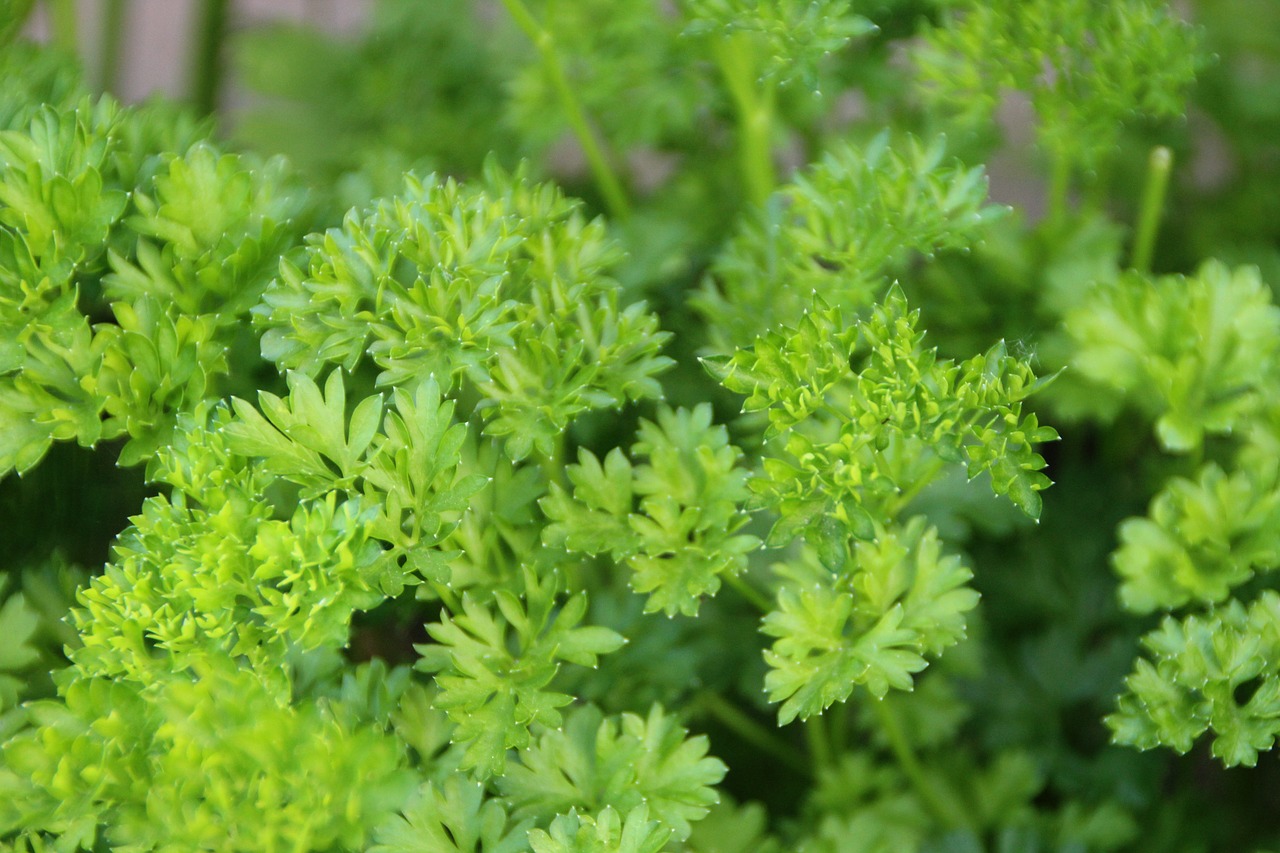 parsley  herbs  plant free photo