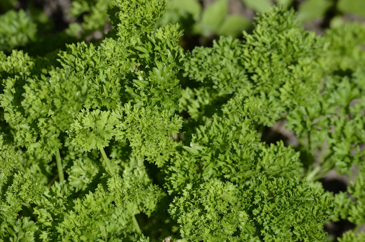 parsley  culinary herbs  herbs free photo