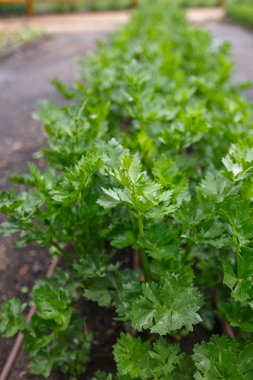 parsley  garden  green free photo