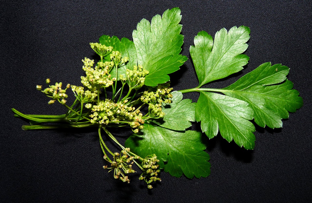 parsley  herb  flower free photo