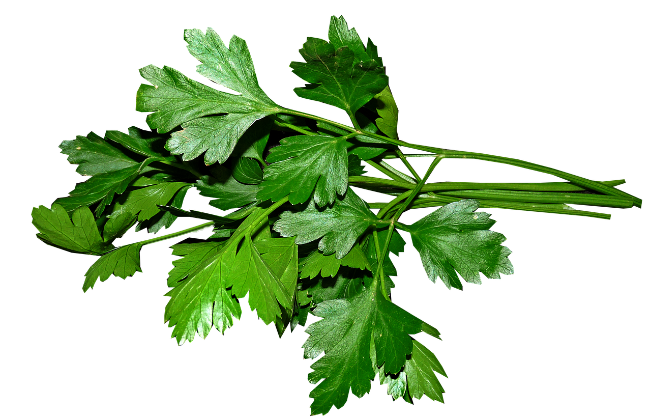 parsley  leaves  cooking free photo