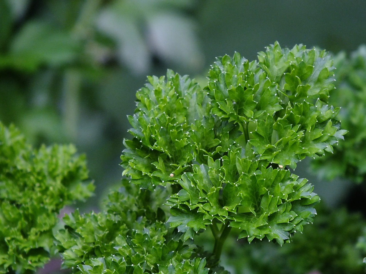 parsley  fresh  bio free photo