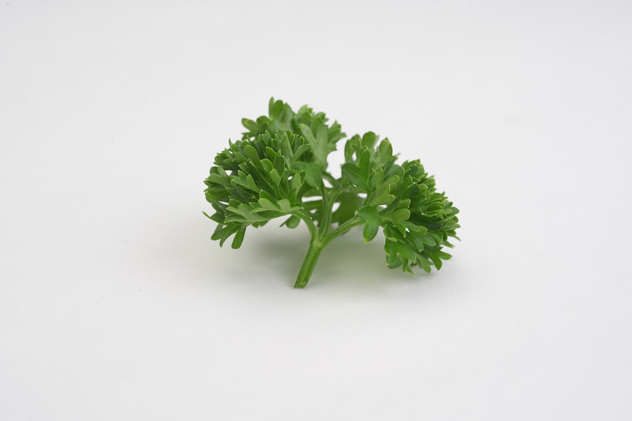 parsley  vegetable  green free photo