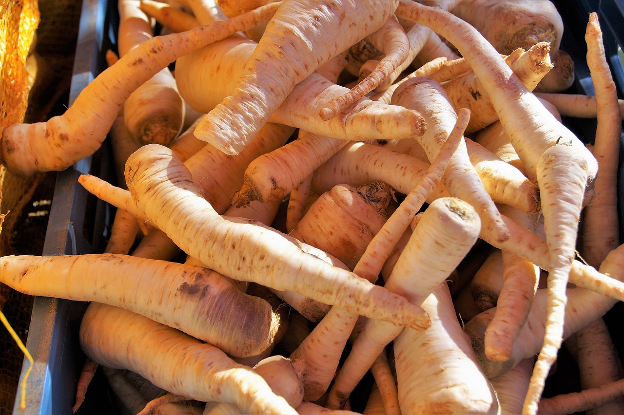 parsley  root  fresh free photo