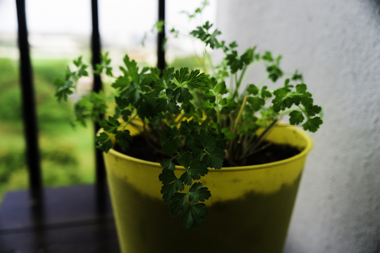 parsley herbs organic free photo