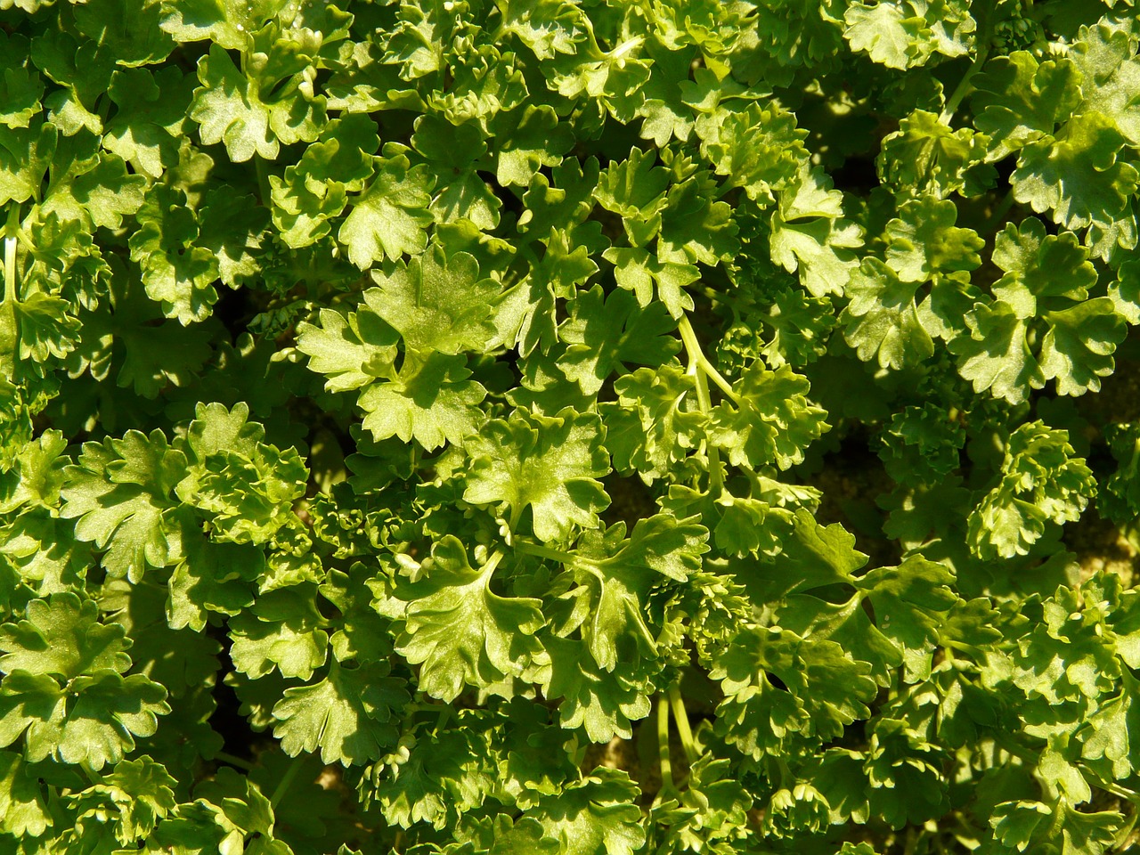 parsley kitchen herb green soup free photo