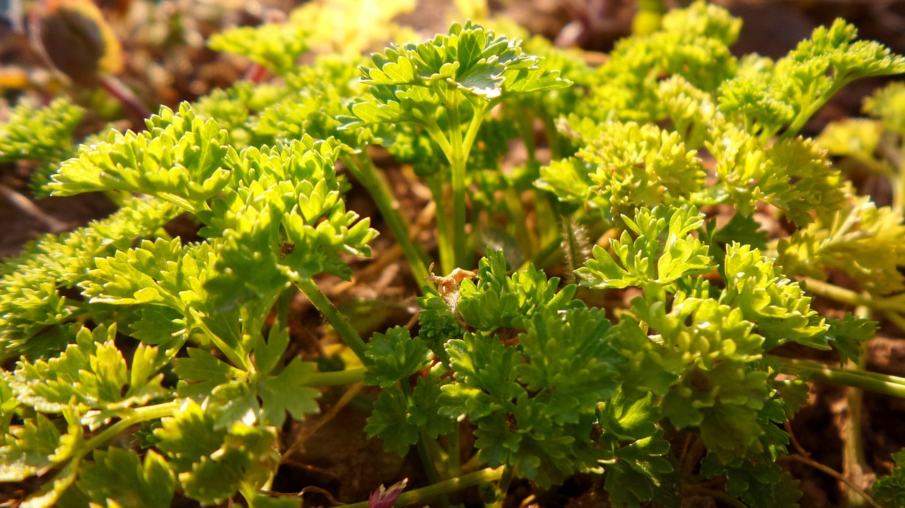 parsley plant garden free photo