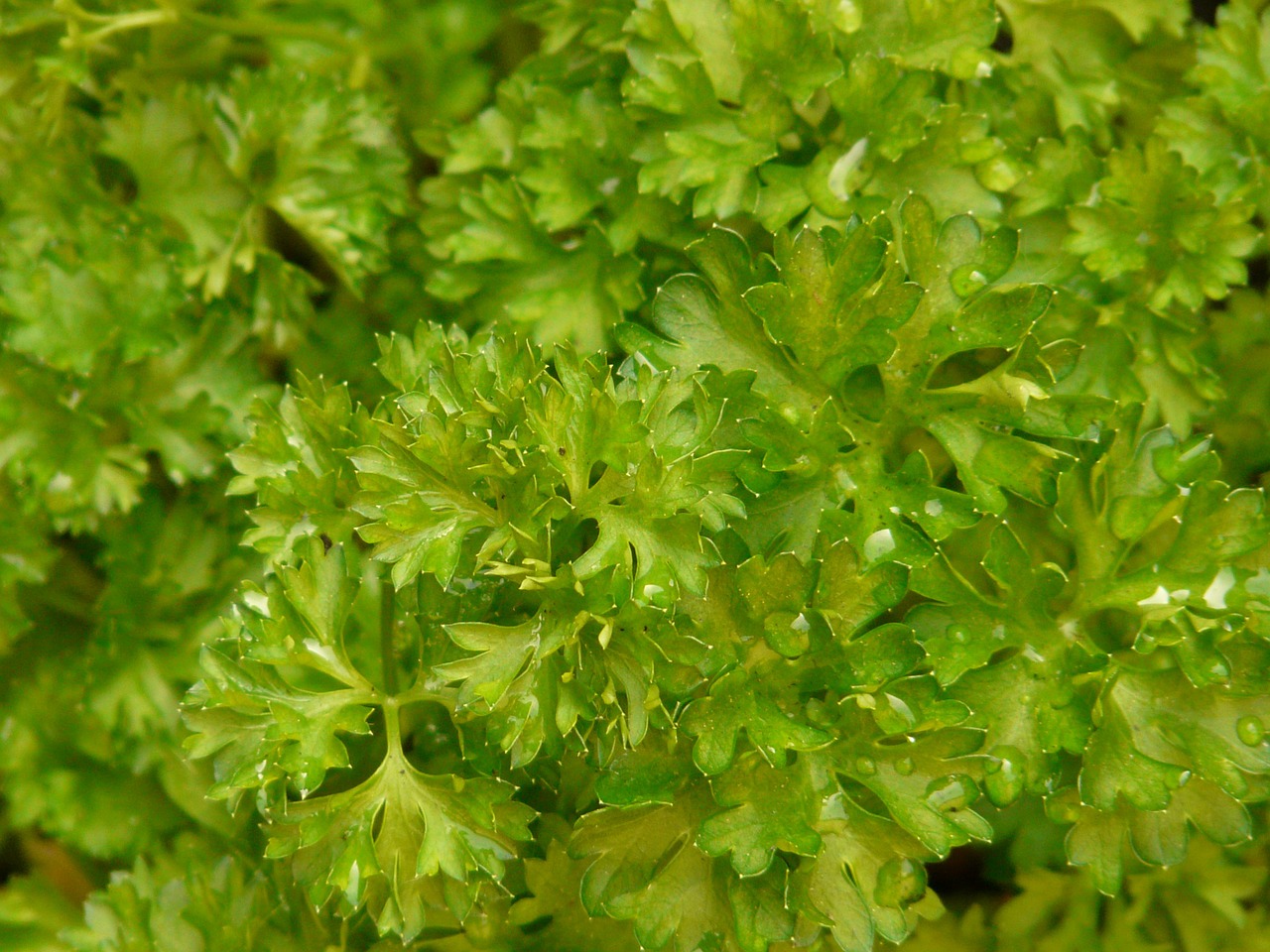 parsley spice plant free photo