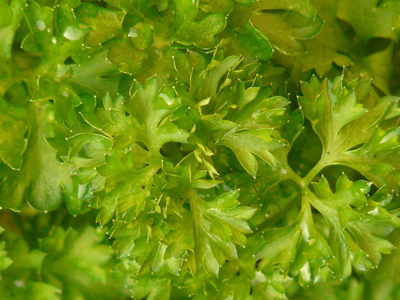 parsley spice plant free photo