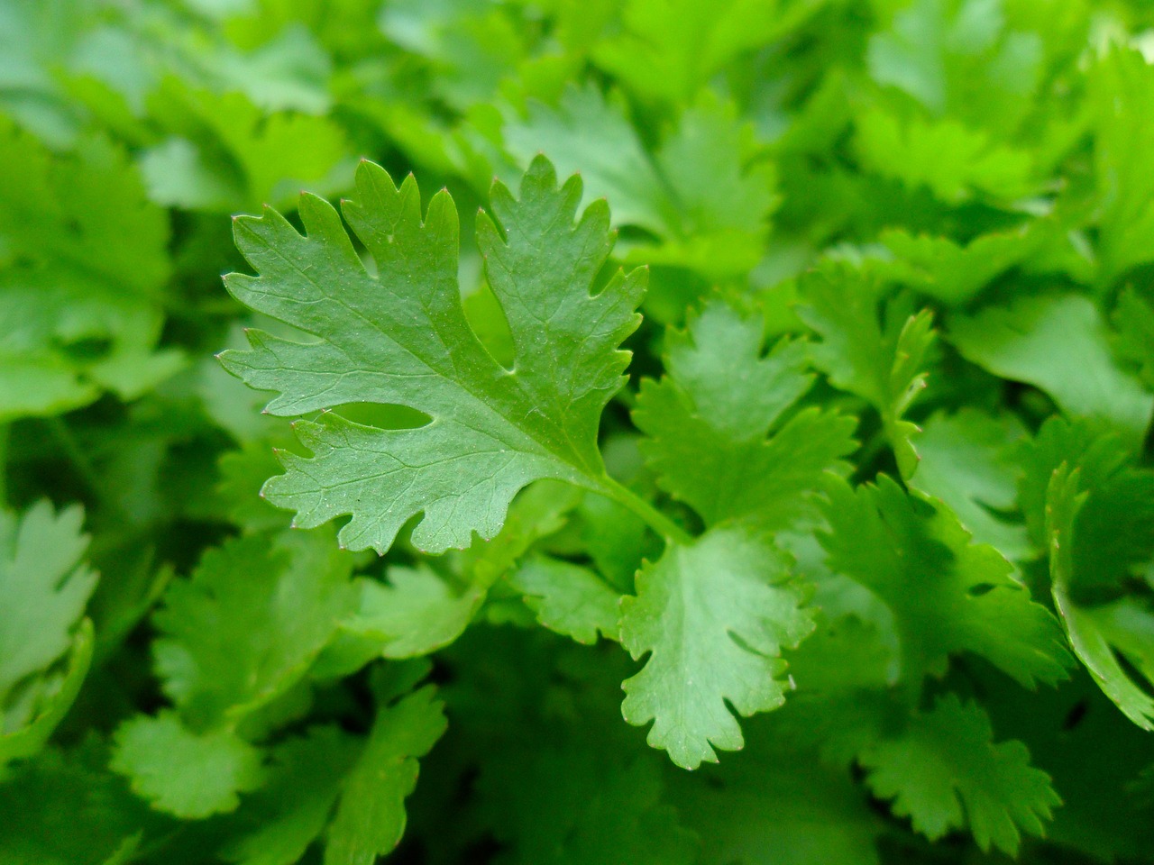 parsley tree food free photo