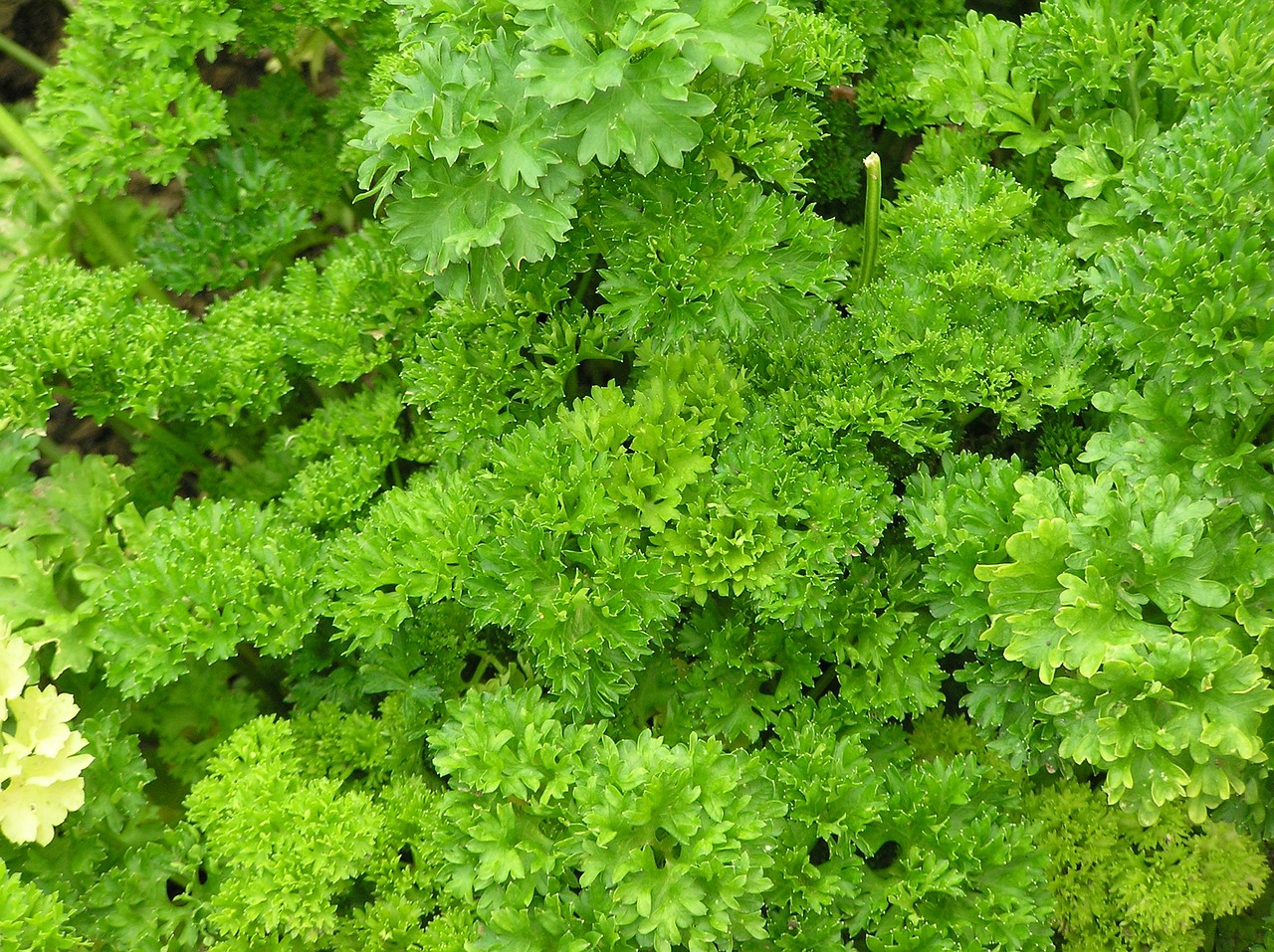 parsley spice herbs free photo