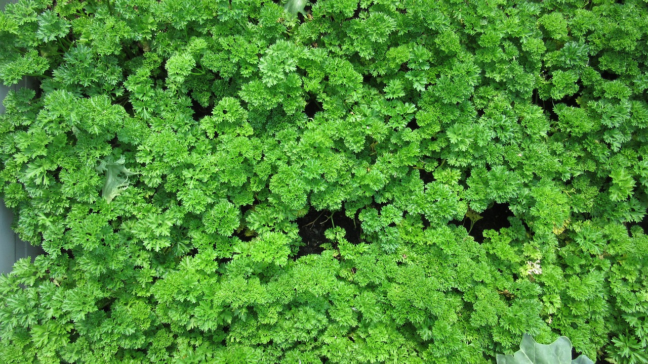 parsley leaves kitchen herb free photo