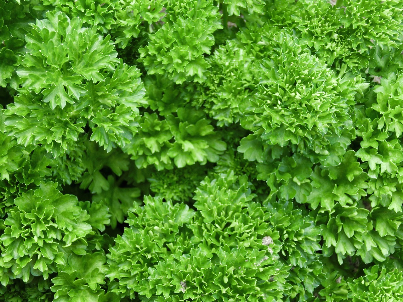 parsley herbs plant free photo