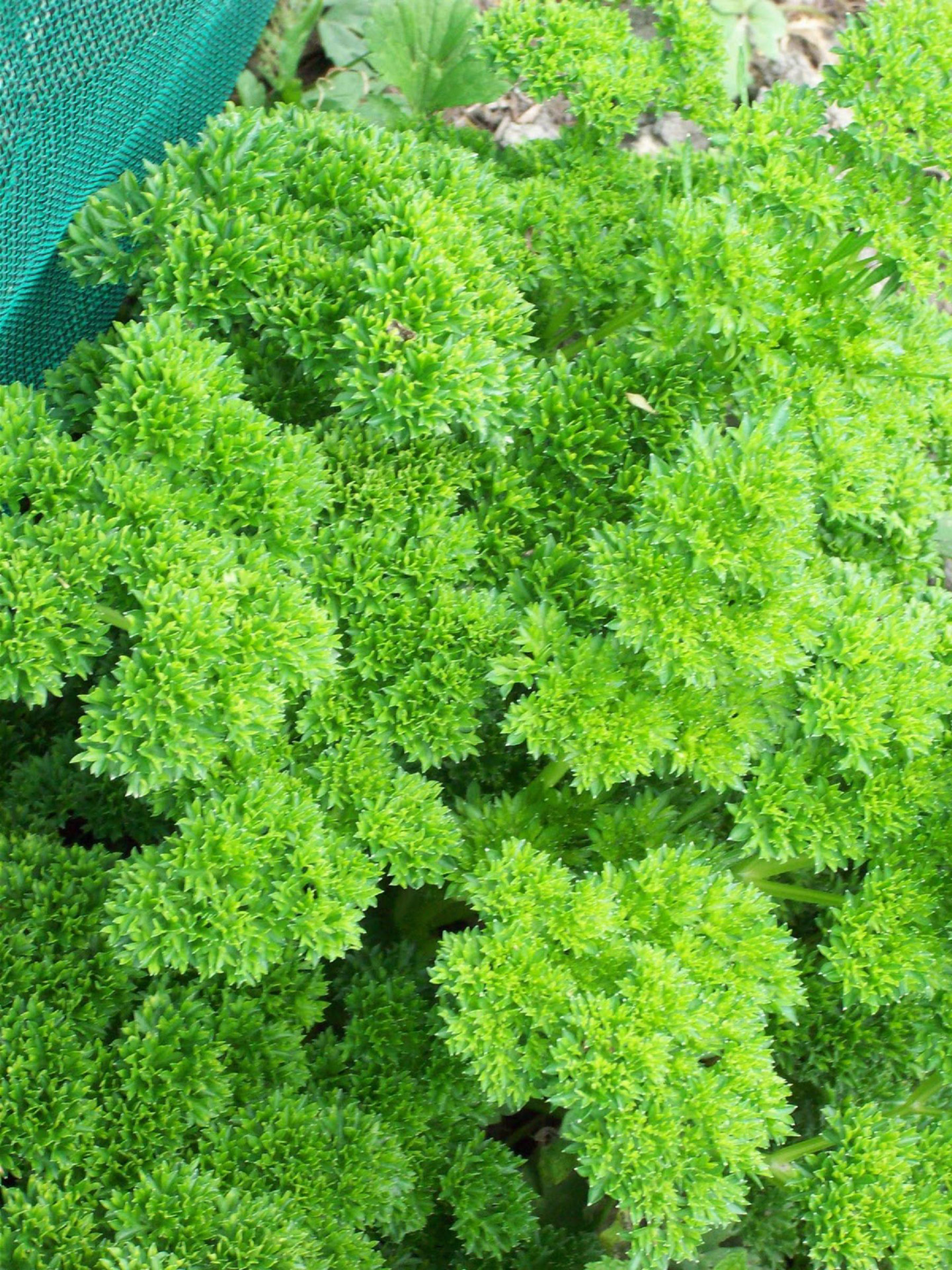 herb parsley parsley free photo