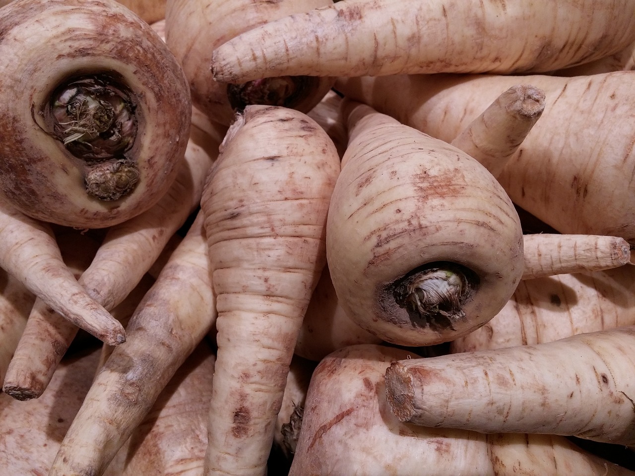 parsnips root vegetables free photo