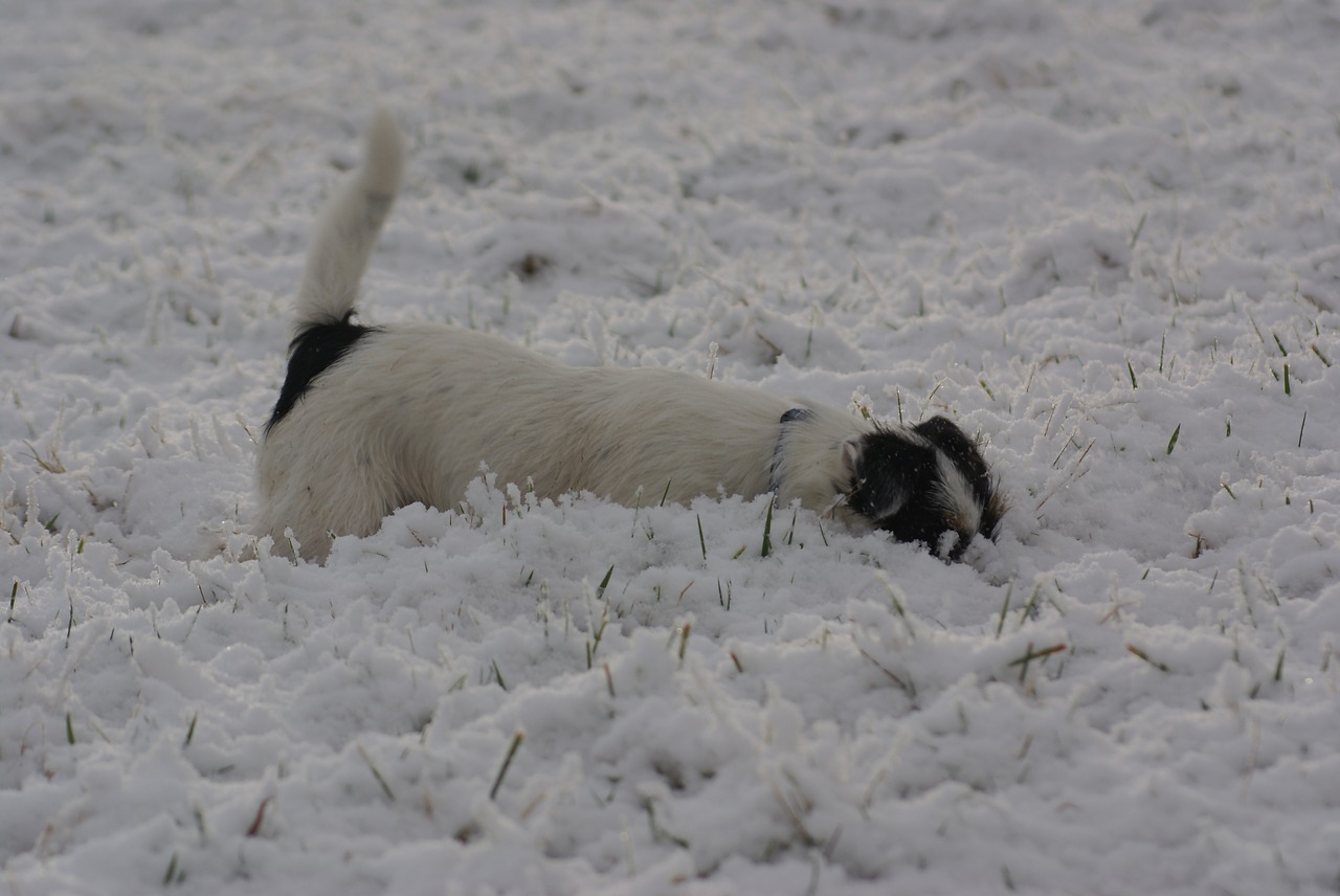 parson russell terrier jack russell terrier snow free photo