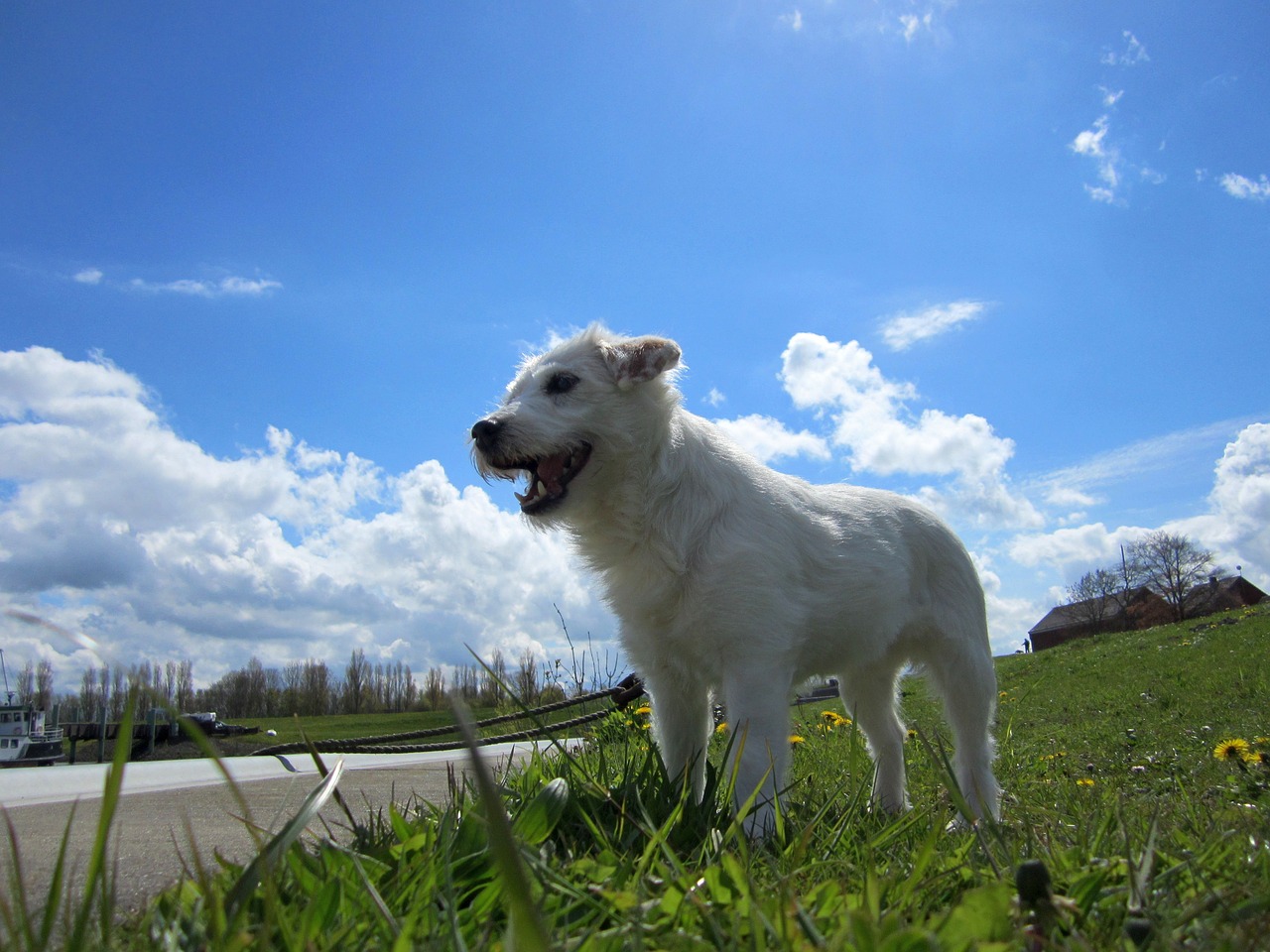 parson russell terrier dog domestic dog free photo