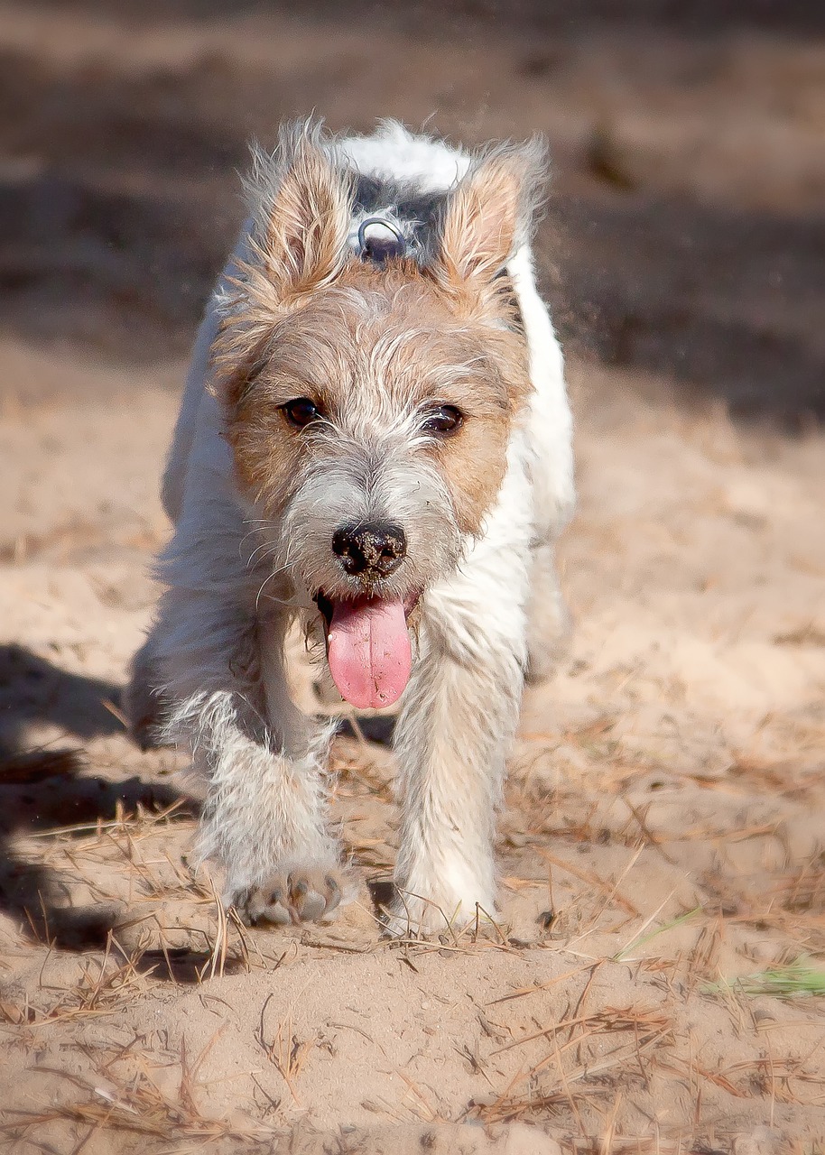 parson terrier  dog  play free photo