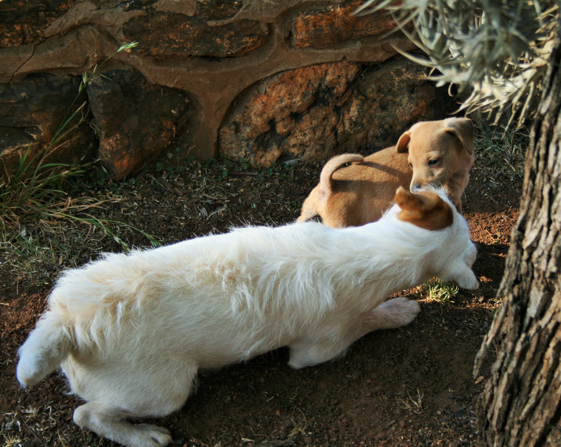 dog white terrier free photo