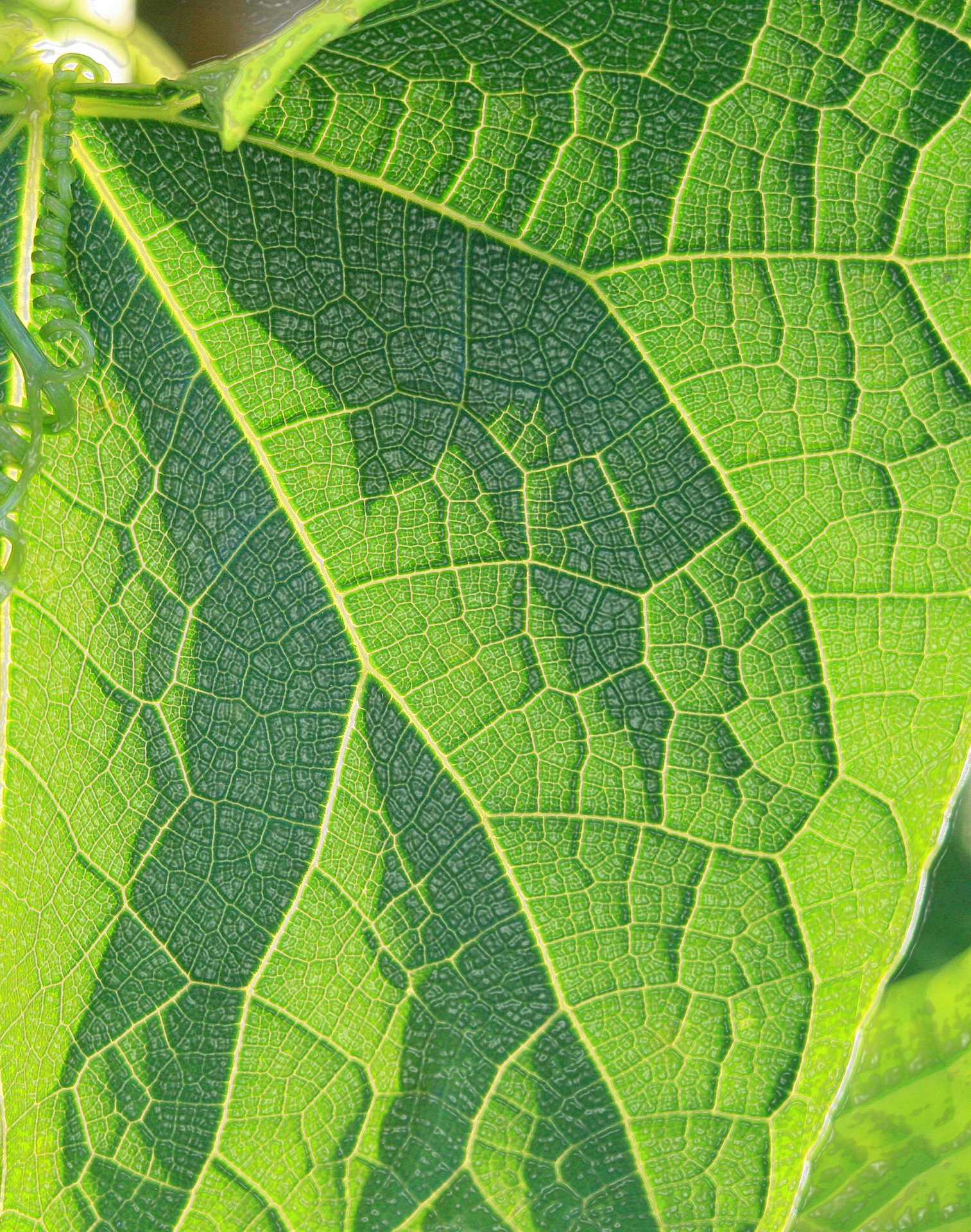 leaf veined mapped free photo