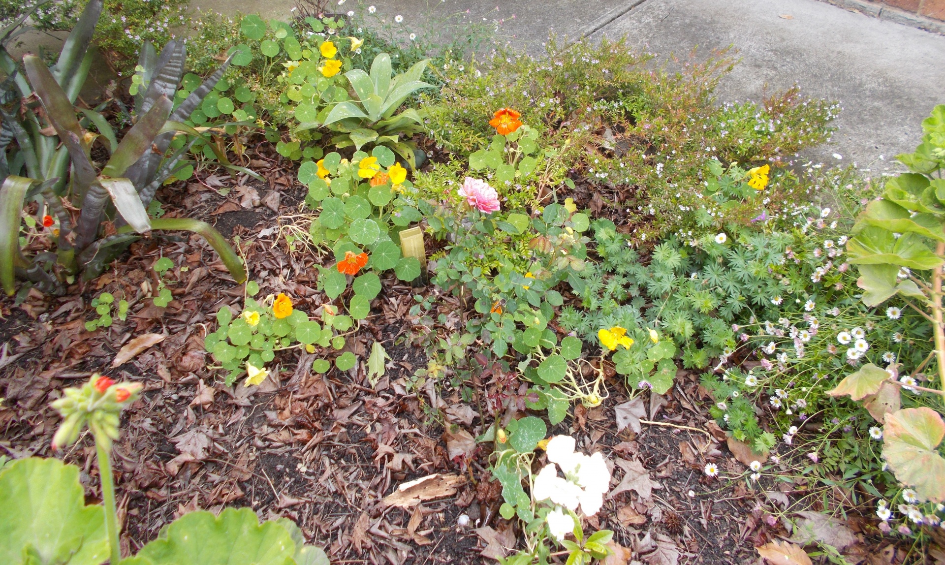 flowers rain drops leaves free photo