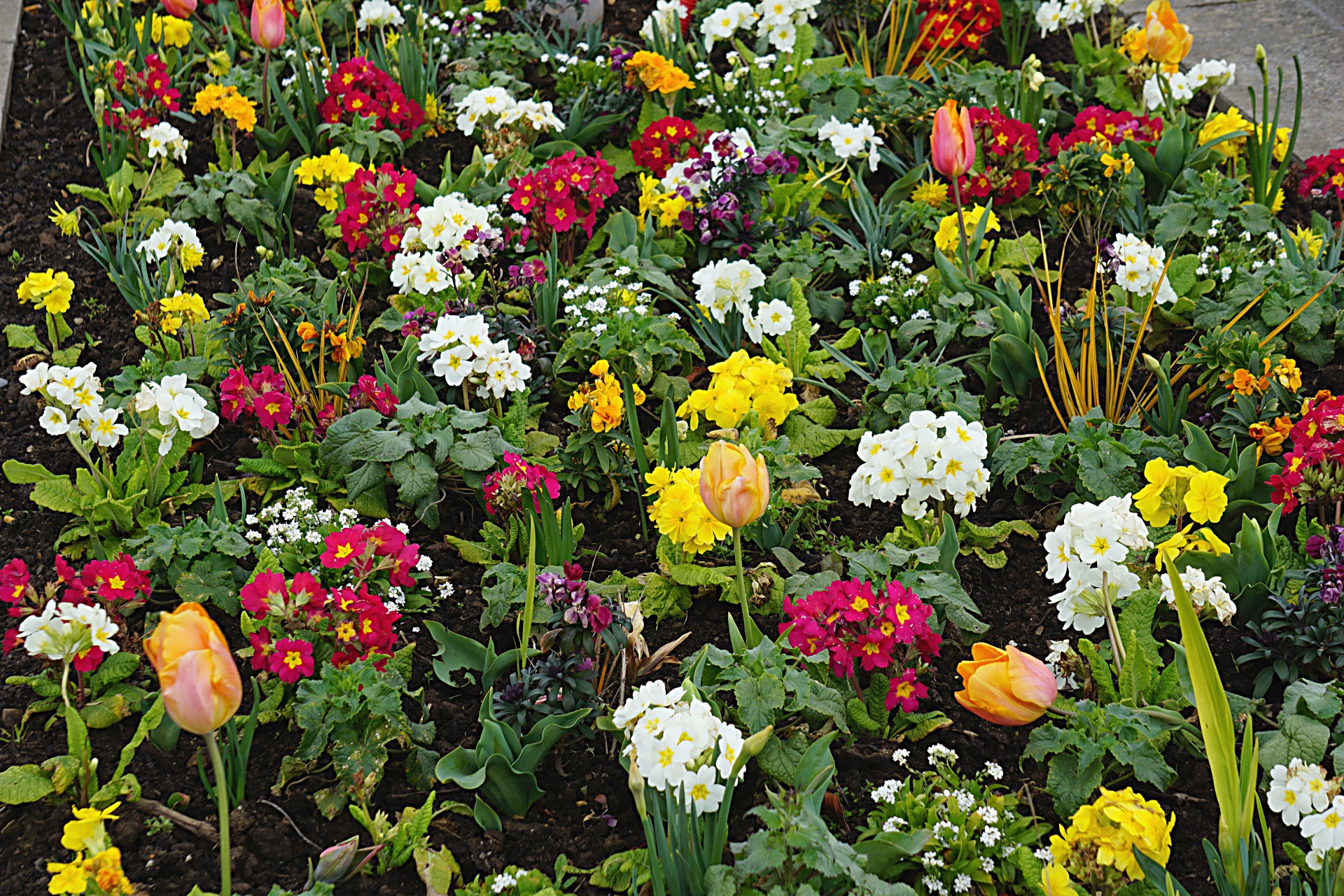 flowers flower bed spring free photo