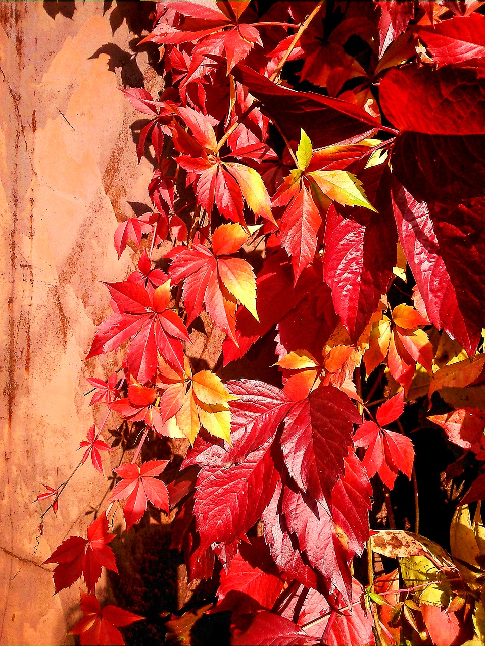 parthenocissus leaves red leaves free photo