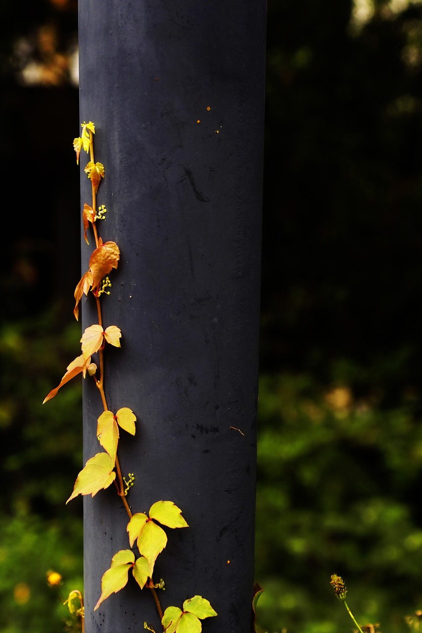 parthenocissus plants vine climbing free photo