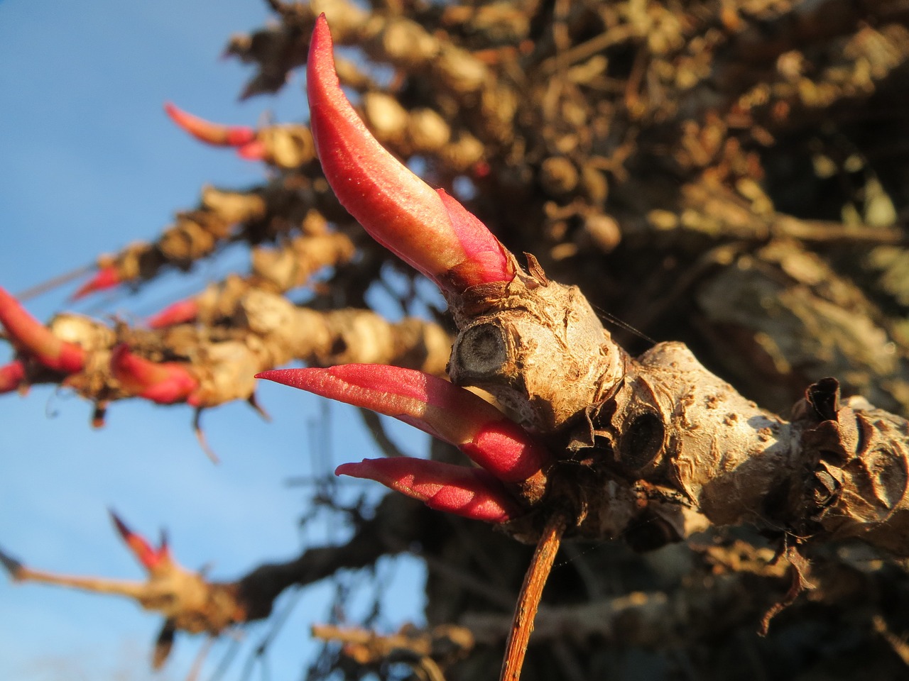 parthenocissus quinquefolia virginia creeper victoria creeper free photo
