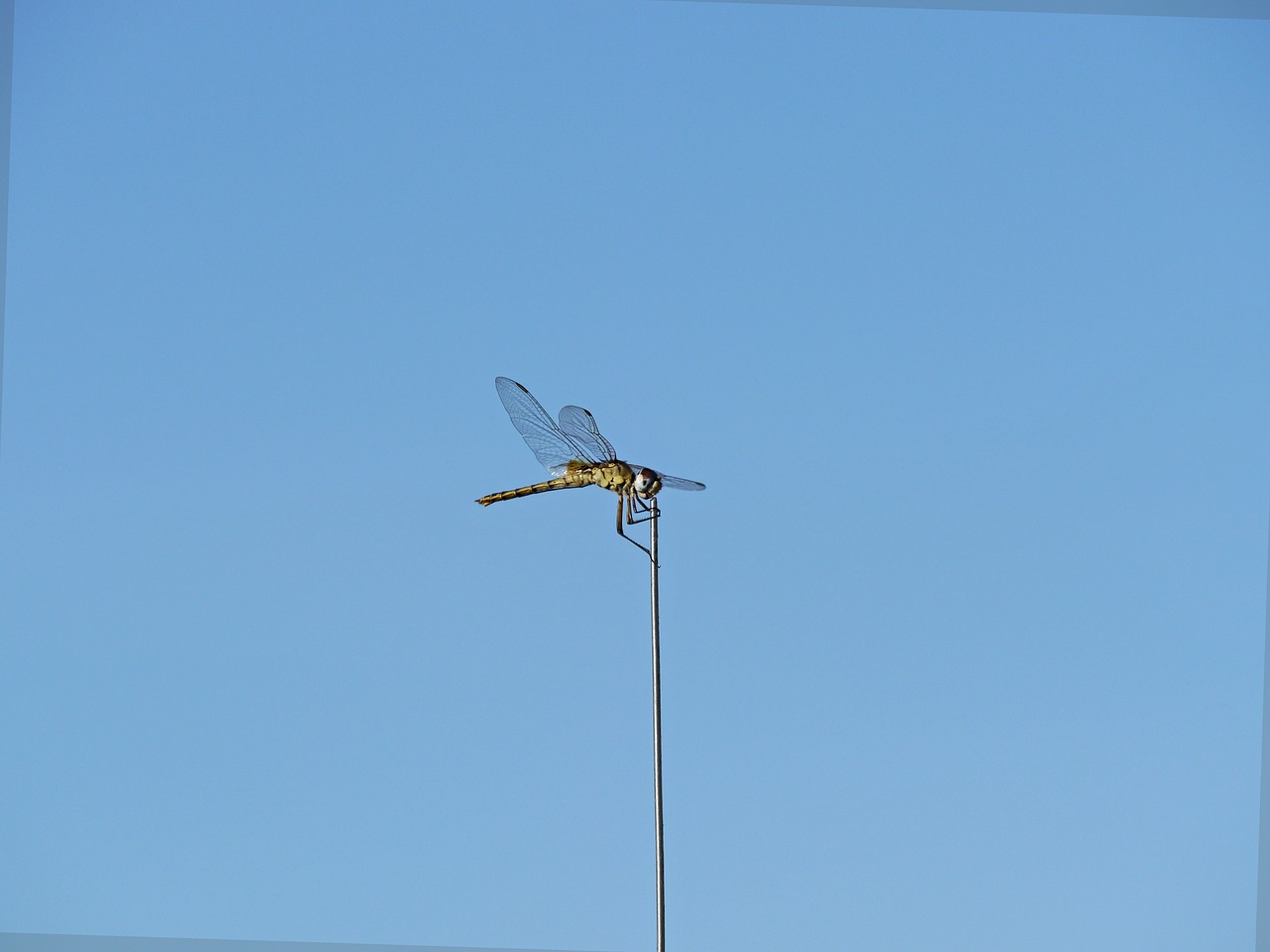 parthenope dragonfly nature free photo