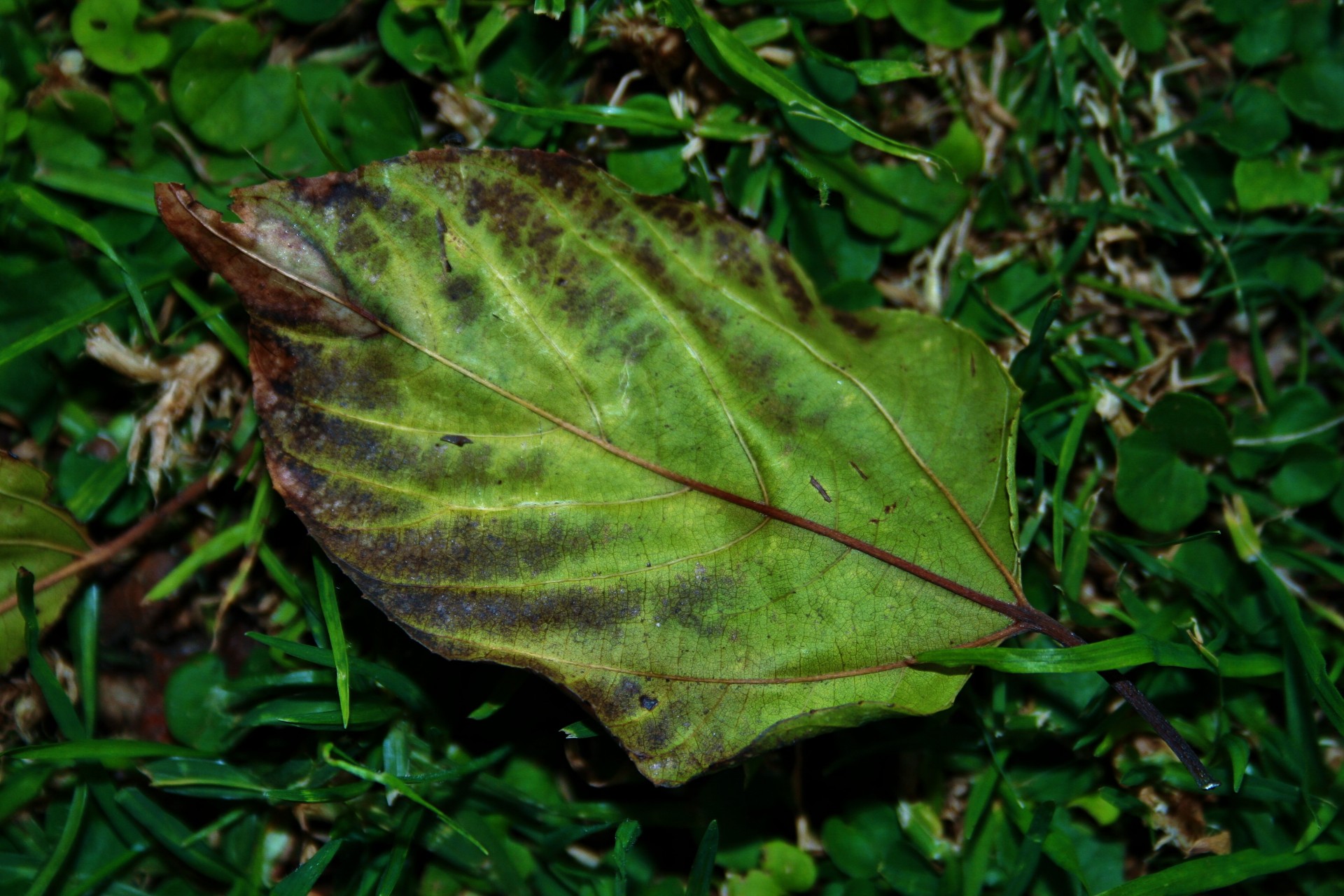 leaf green brown free photo