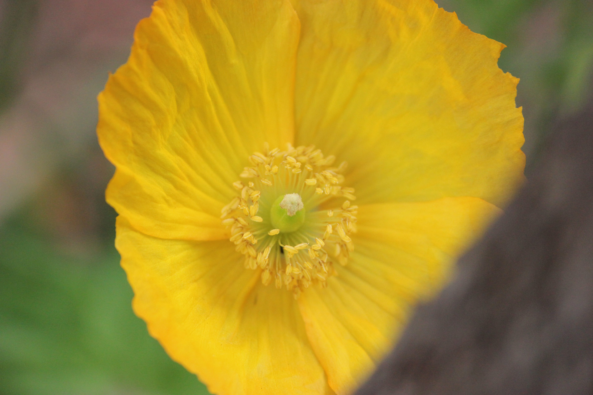 under focused flower buttercup free photo