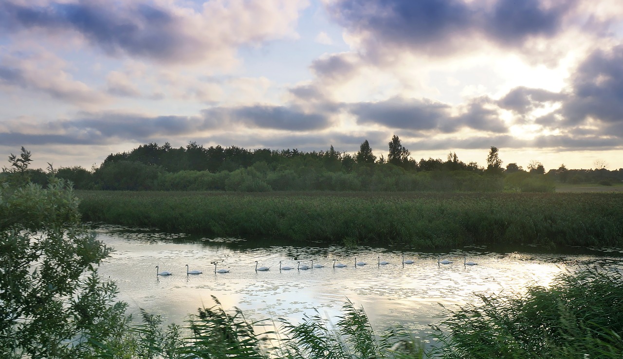 partly cloudy a flock of swans sunset on the river free photo