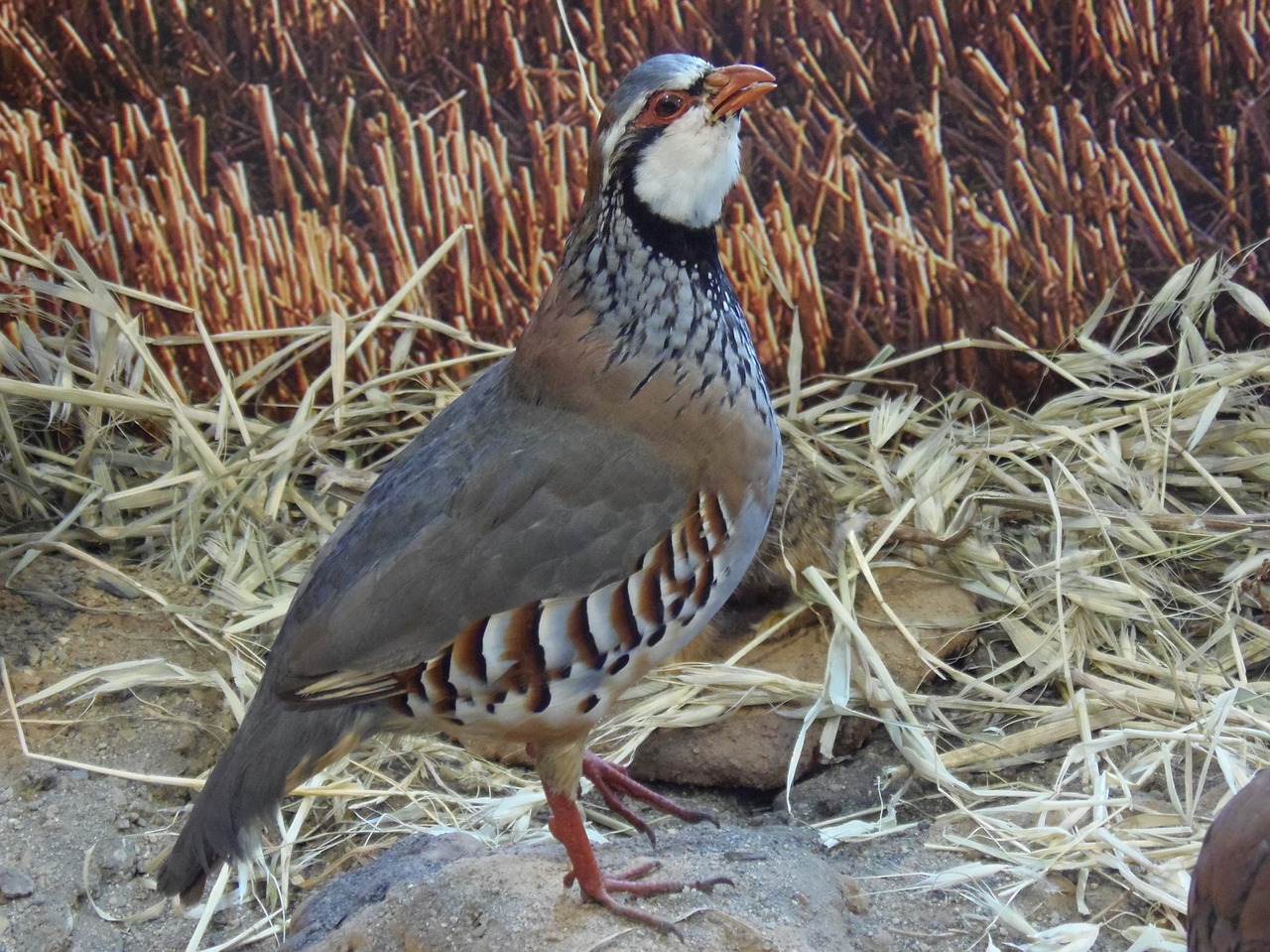 partridge ave bird free photo