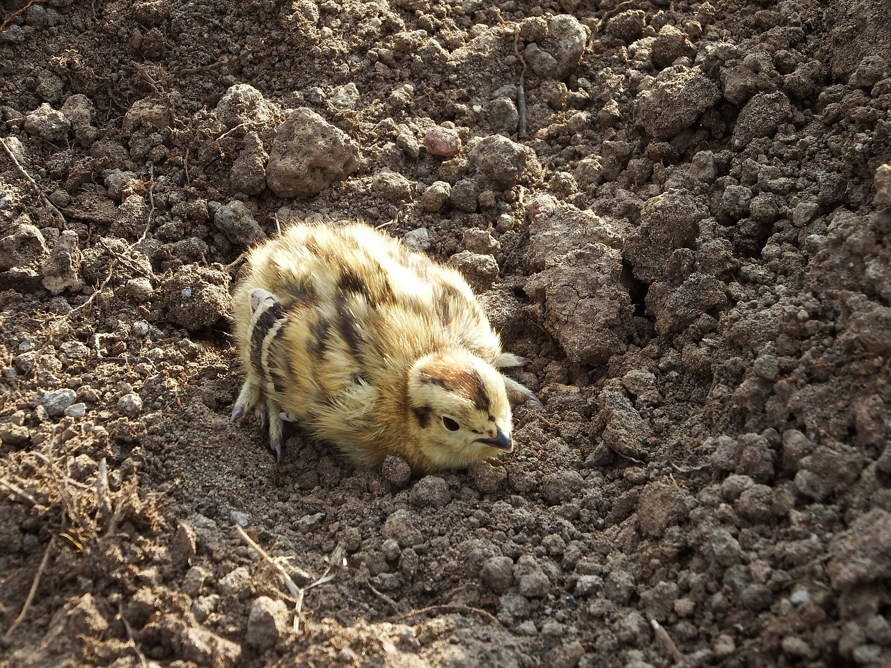 partridge chick chicken free photo