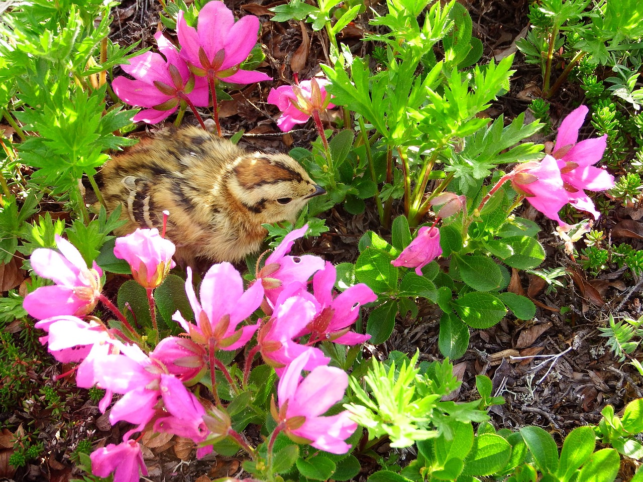 partridge chick chicken free photo