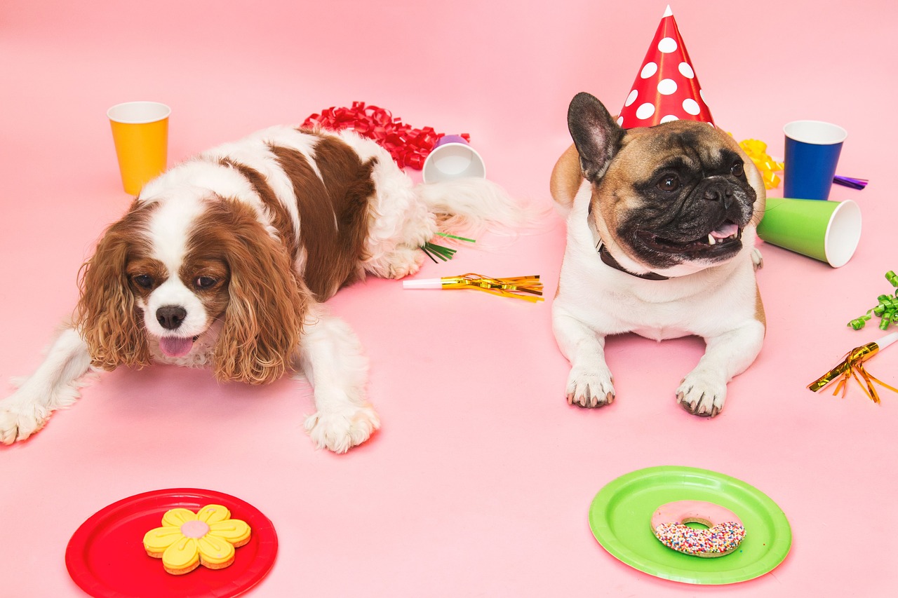 party dog small free photo