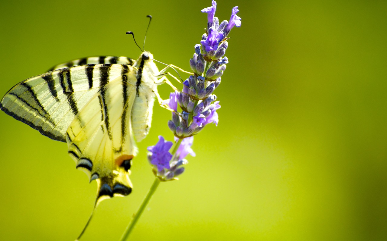 party mom  butterfly  love free photo