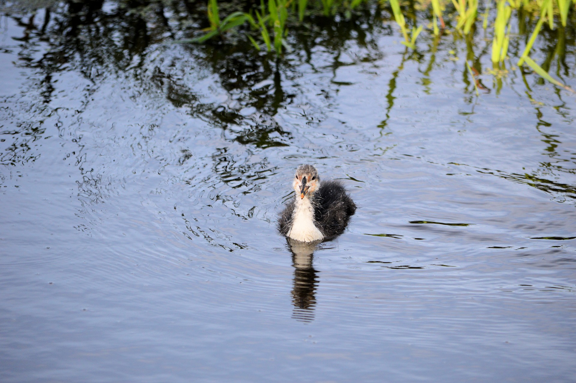 coot water bird bird free photo